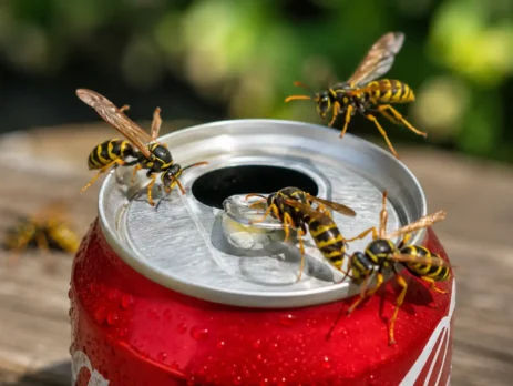 Vapsvos ant atidarytos gėrimo skardinės – pavojus vasarą geriant iš neuždengtos skardinės lauke.